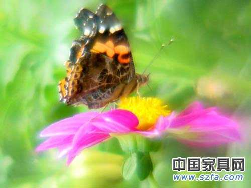 蝶依斓路传说 <wbr>The <wbr>Legend <wbr>of <wbr>Dearland