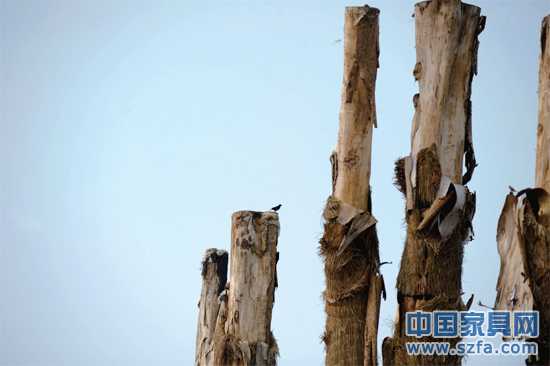 紫薇树皮已干枯脱落。记者王从启/摄src=http://www.szfa.com/news/201207/18/"http://www.szfa.com/file/upload/201207/18/14-00-48-68-1.jpg"