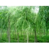 便宜的北栾垂柳北栾垂柳厂家直销济宁景泰苗木公司推荐