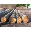 供应FSC欧洲榉木原木锯材级