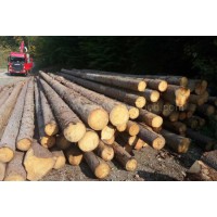 金威欧洲云杉原木 杉木 实木 ABC级 原材料木材