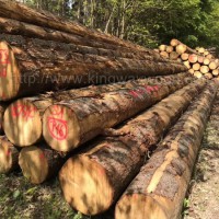 德国金威木业进口欧洲云杉 原木 实木 杉木 家具木料 原材料