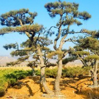 [高成活率]造型油松上哪买|石家庄造型油松