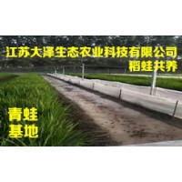 专业的青蛙养殖公司推荐-【江苏大泽科技】稻蛙混养技术