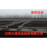 稻蛙混养技术免费加盟，湖南推荐青蛙养殖【江苏大泽科技】