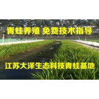 青蛙养殖免费培训，稻蛙混养技术加盟【江苏大泽科技】公司