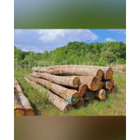 德国金威木业 进口木材 白橡木 原木 橡木 实木 德国橡木