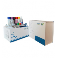 2026年3月elisa试剂盒直销厂家推荐，综合实力深度解析