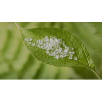 PEG300选择策略：2026年如何找到靠谱供应商？