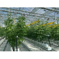 2026年04月无土栽培直销厂家推荐，上海口碑好店盘点